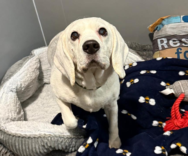 Oaklands-Boarding-Kenels-Boarding-Kennels-Gallery-1