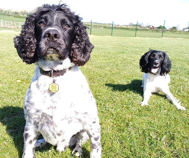 Oaklands-Boarding-Kenels-Boarding-Kennels-Gallery-2