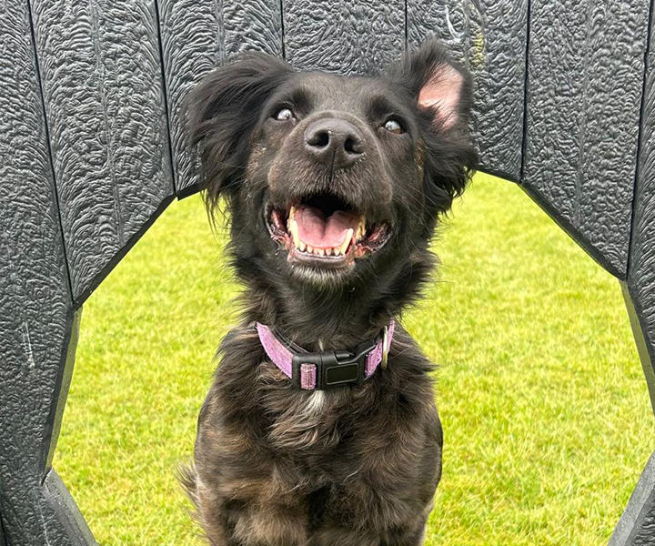 Oaklands-Boarding-Kenels-Boarding-Kennels-Gallery-3