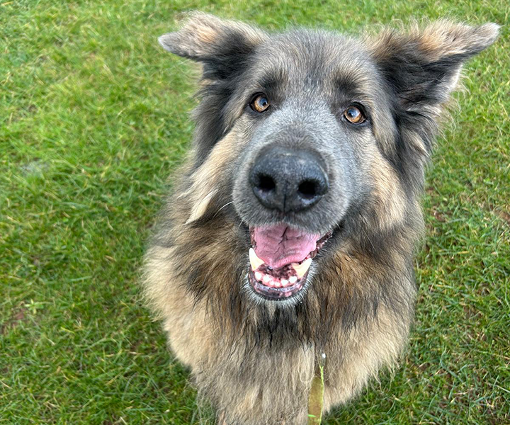 Oaklands-Boarding-Kenels-Boarding-Kennels-Gallery-4