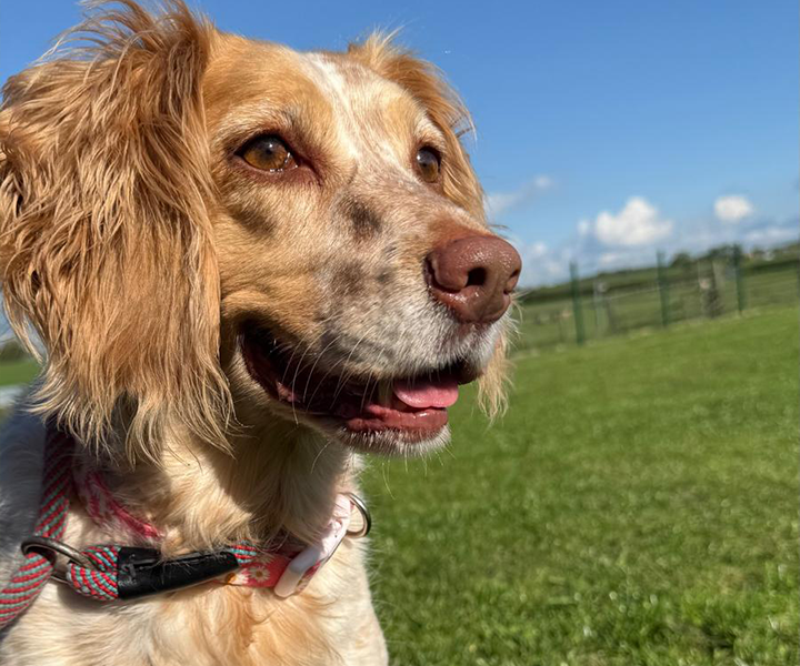 Oaklands-Boarding-Kenels-Boarding-Kennels-Gallery-5