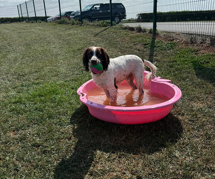 Oaklands-Boarding-Kenels-Boarding-Kennels-Gallery-6