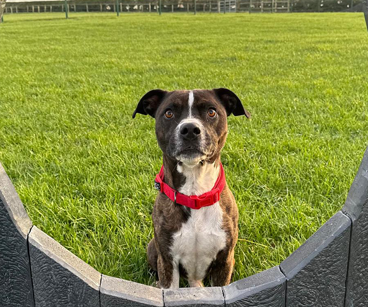 Oaklands-Boarding-Kenels-Boarding-Kennels-Gallery-7