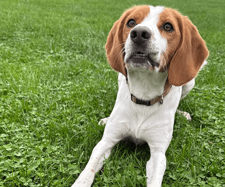 Oaklands-Boarding-Kenels-Boarding-Kennels-Gallery-8