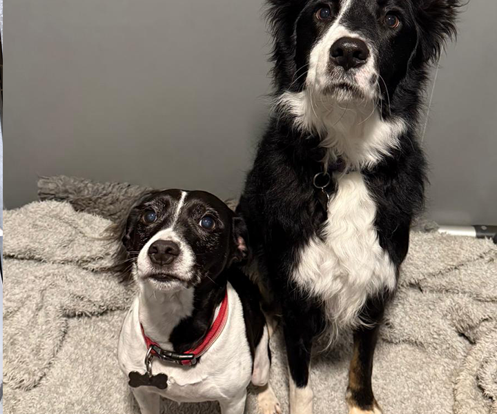 Oaklands-Boarding-Kenels-Boarding-Kennels-Gallery-13