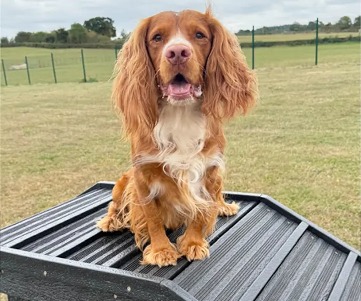 Oaklands-Boarding-Kennels-Dog-Exercise-Field Oaklands - Boarding Kennels Dog Exercise Field