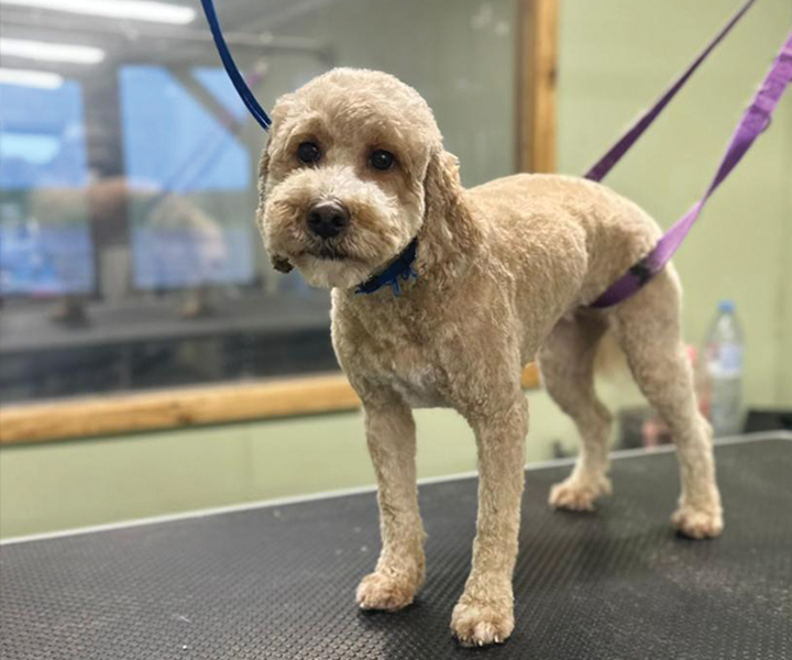 Oaklands - Dog Groomers Stafford