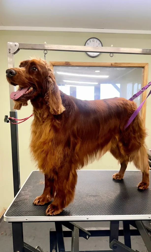 Oklands Boarding Kennels - Dog Grooming Stafford