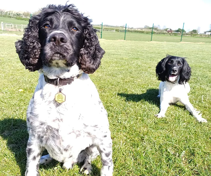 Oaklands-Boarding-Kenels-Boarding-Kennels-Gallery-2