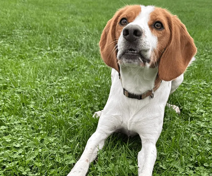 Oaklands-Boarding-Kenels-Boarding-Kennels-Gallery-8